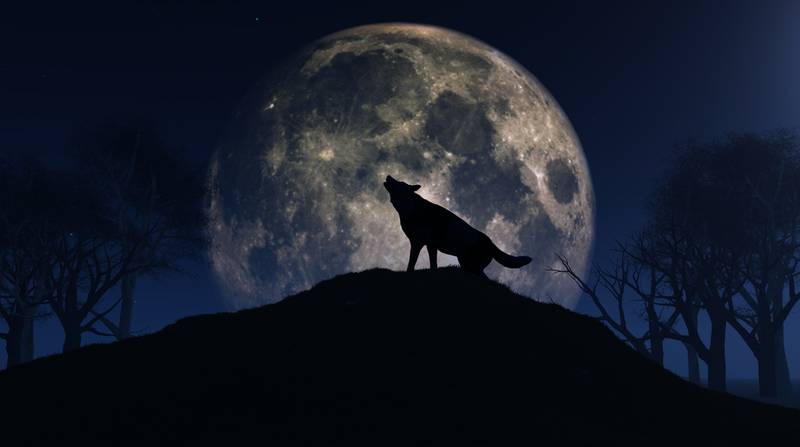 Wolf howling at moon