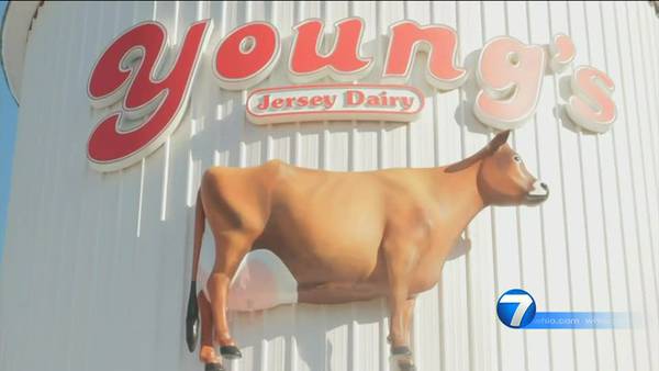 Youngs Jersey Dairy is our feel good story of the day.